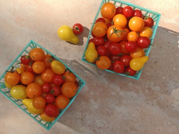SUMMER TOMATOES 1